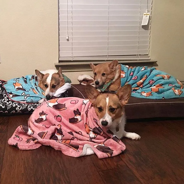 Blue Tricolor Corgi Butts & Bones Fleece Blanket | 3 Sizes