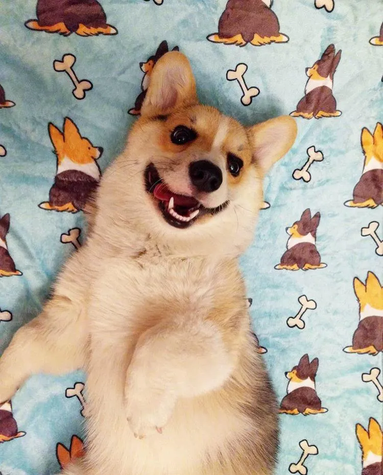 Blue Tricolor Corgi Butts & Bones Fleece Blanket | 3 Sizes