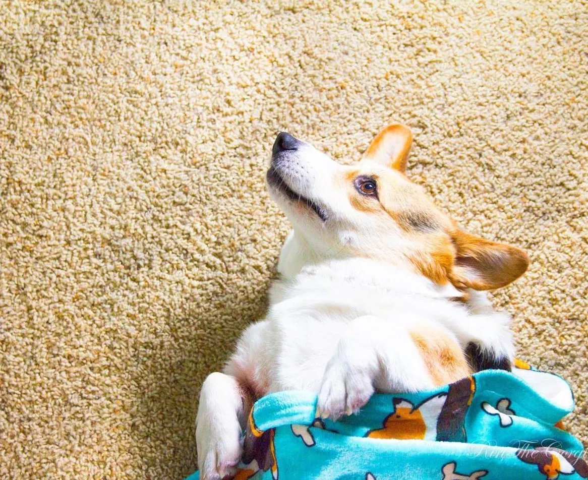 Blue Tricolor Corgi Butts & Bones Fleece Blanket | 3 Sizes