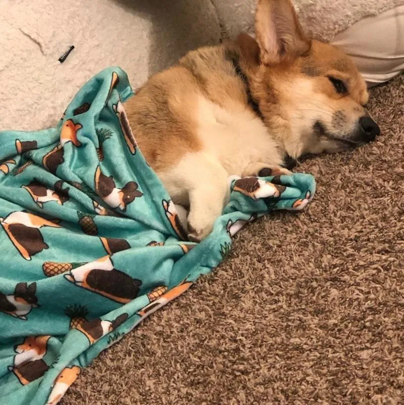 Tricolor Pineapple Corgi Fleece Blanket | 3 Sizes